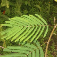 Calliandra houstoniana var. calothyrsus (Meisn.) Barneby